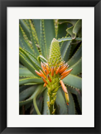 Framed African Aloe Print