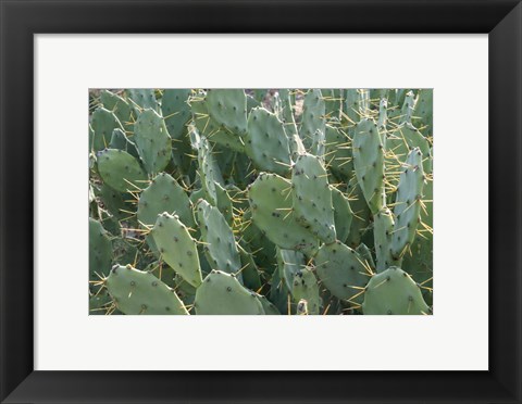 Framed Prickly Pear Cactus Print