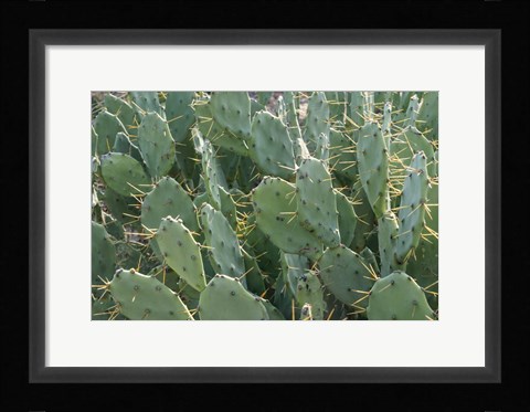 Framed Prickly Pear Cactus Print