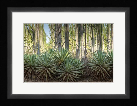 Framed Sisal Plants Print