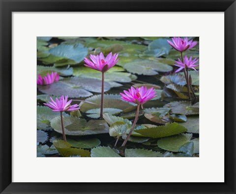 Framed Pink Water Lilies Print