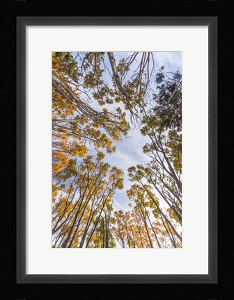 Framed Walton Trees In Autumn Print
