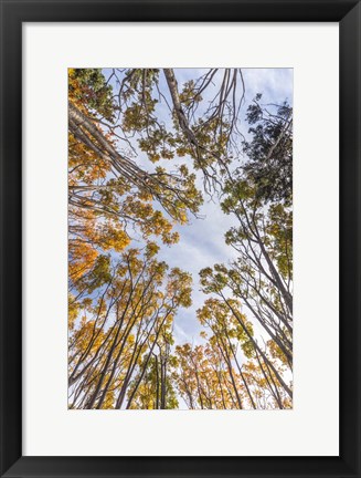 Framed Walton Trees In Autumn Print