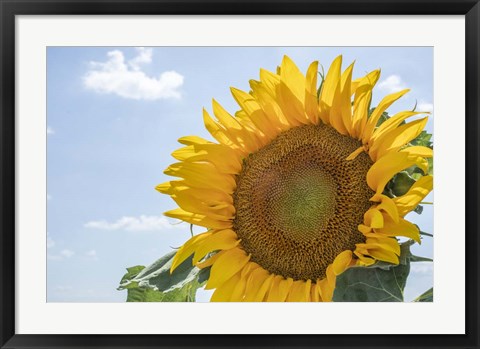 Framed Sunflowers Blooming Near Lavender Fields Print