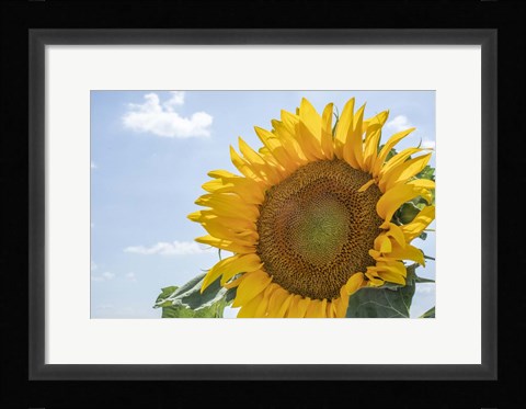 Framed Sunflowers Blooming Near Lavender Fields Print