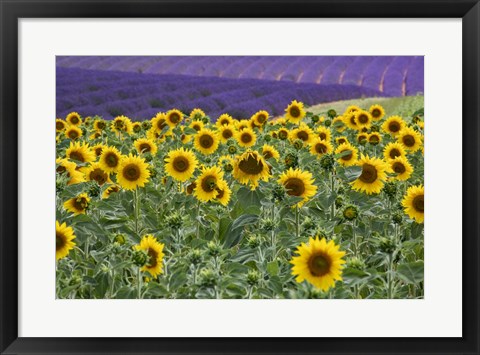 Framed Sunflowers Blooming Near Lavender Fields During Summer Print