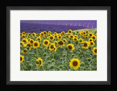 Framed Sunflowers Blooming Near Lavender Fields During Summer Print
