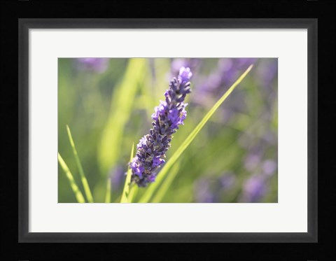 Framed Close-Up Of Lavender Blooms Print