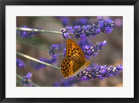 Framed Marbled Butterfly On Valensole Print
