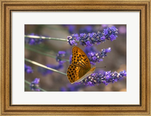 Framed Marbled Butterfly On Valensole Print