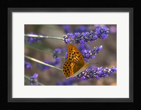 Framed Marbled Butterfly On Valensole Print