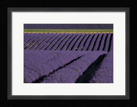 Framed Lavender Fields On Valensole Plain, Provence, Southern France Print