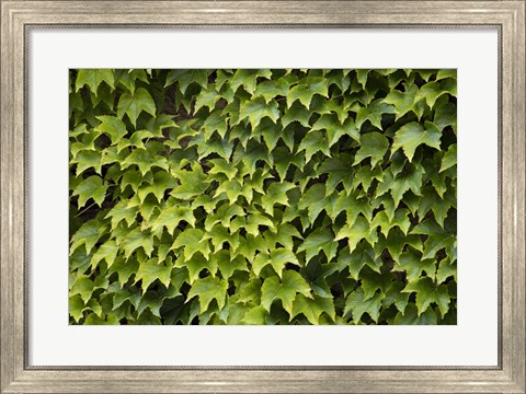 Framed Natural Plants And Leaves Growing On Wall In Provence Print