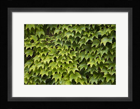 Framed Natural Plants And Leaves Growing On Wall In Provence Print