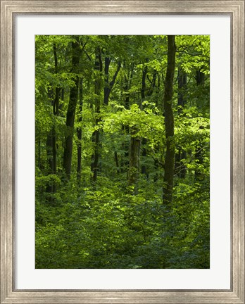 Framed Woodland Hainich In Thuringia, Germany Print