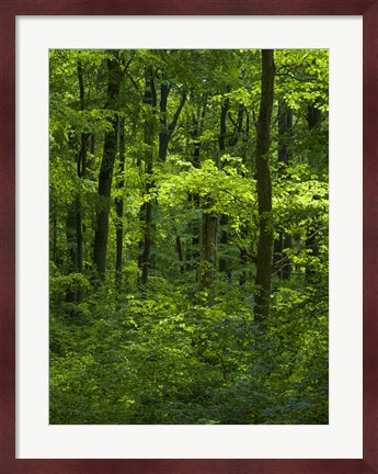 Framed Woodland Hainich In Thuringia, Germany Print