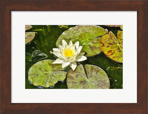 Framed Lily Pad Print