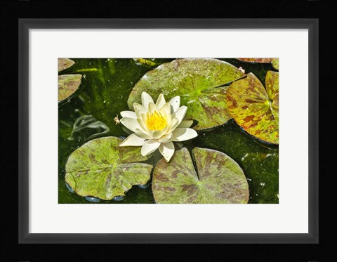 Framed Lily Pad Print