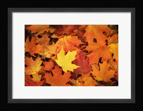Framed Red, Orange And Yellow Maples Leaves In Autumn Print