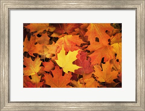 Framed Red, Orange And Yellow Maples Leaves In Autumn Print