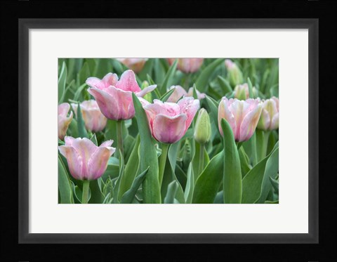 Framed Pink Tulips Print