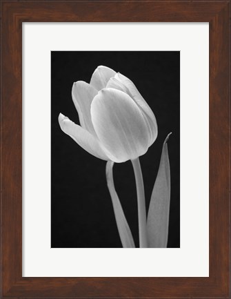 Framed Tulip Print