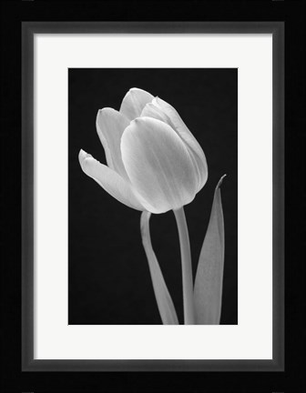 Framed Tulip Print