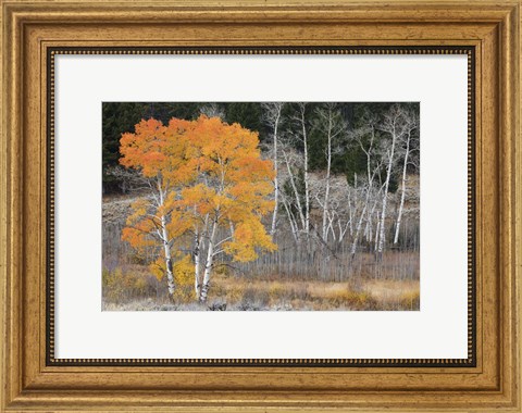 Framed Late Autumn Aspens Print