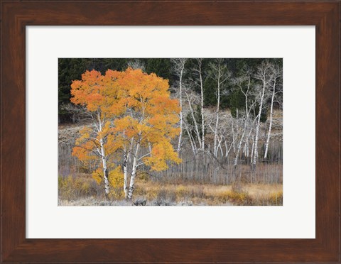 Framed Late Autumn Aspens Print