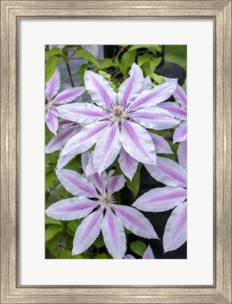 Framed Nelly Moser, Clematis Print