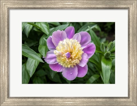 Framed Pink And Pale Yellow Peony Print