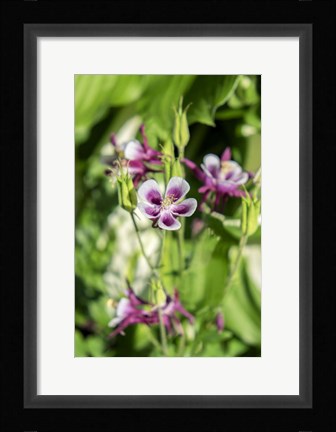 Framed Purple And White Columbine Print