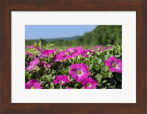 Framed Pink Petunias, New England Print