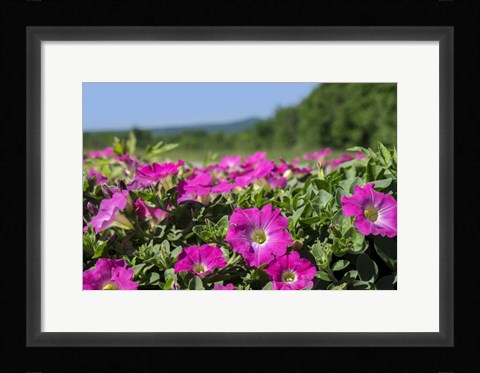 Framed Pink Petunias, New England Print
