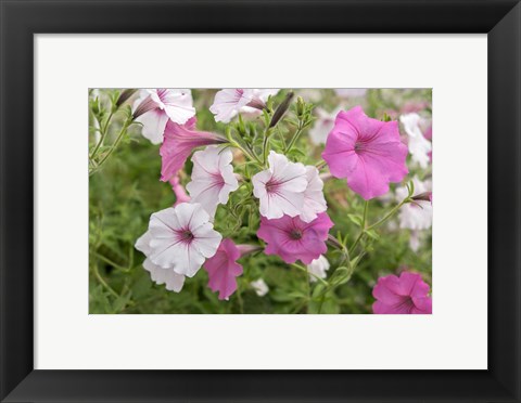 Framed Pink And White Petunias Print