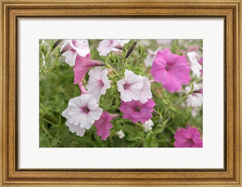Framed Pink And White Petunias Print
