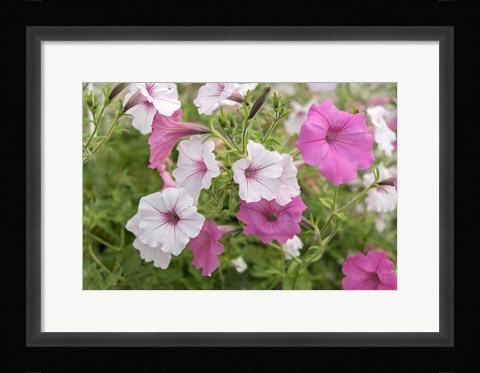 Framed Pink And White Petunias Print