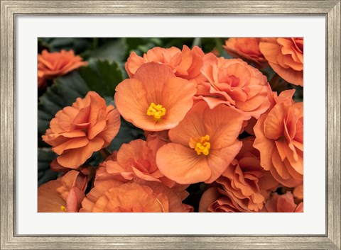 Framed Orange Tuberous Begonia Print