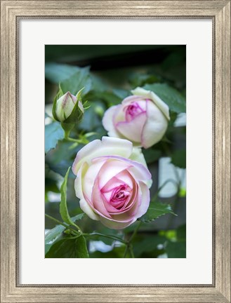 Framed Pink Pierre De Rosard, Eden, Heirloom Roses Print