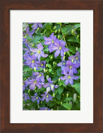 Framed Purple Clematis 2 Print