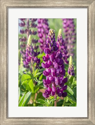 Framed Purple Lupine Print