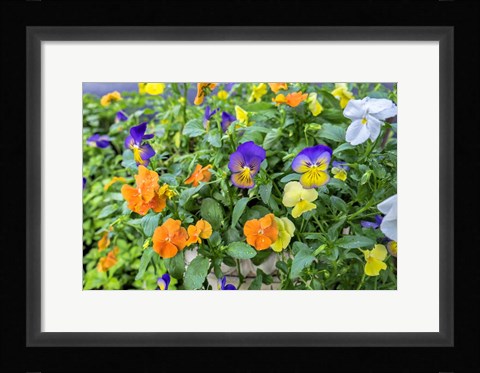 Framed Pansies With Morning Dew Print