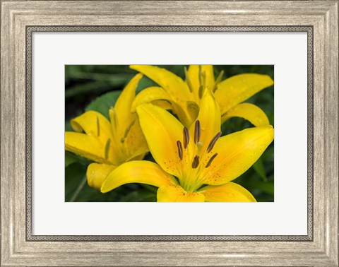 Framed Yellow Daylily Print