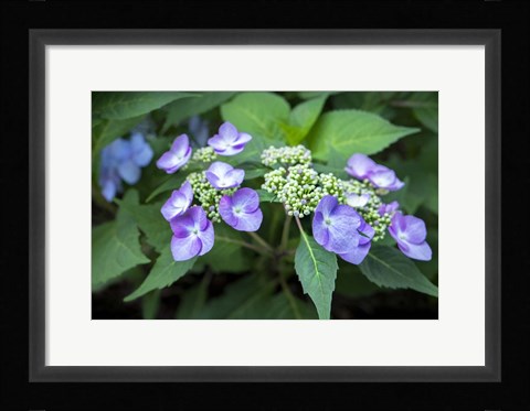 Framed Blue Lacecap Hydrangea Print