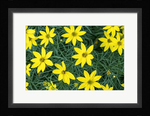 Framed Coreopsis Print
