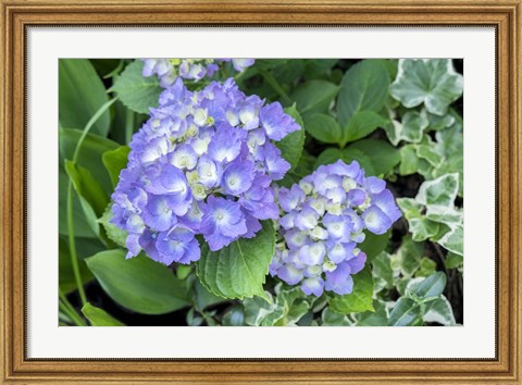 Framed Purple Mophead Hydrangea Print
