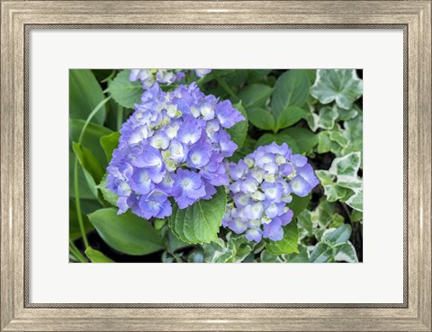 Framed Purple Mophead Hydrangea Print