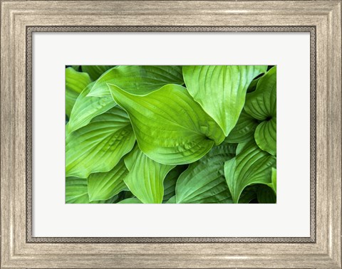Framed Hosta Plant Print