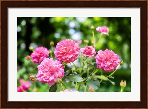 Framed Pink Ever-Blooming Rose Bush Print