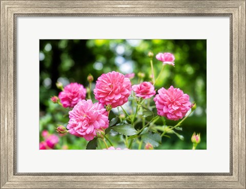 Framed Pink Ever-Blooming Rose Bush Print